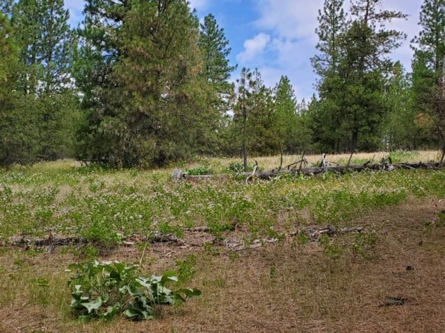 Xx East Laurel Road Elk, WA 99009 - Photo 2 of 3
