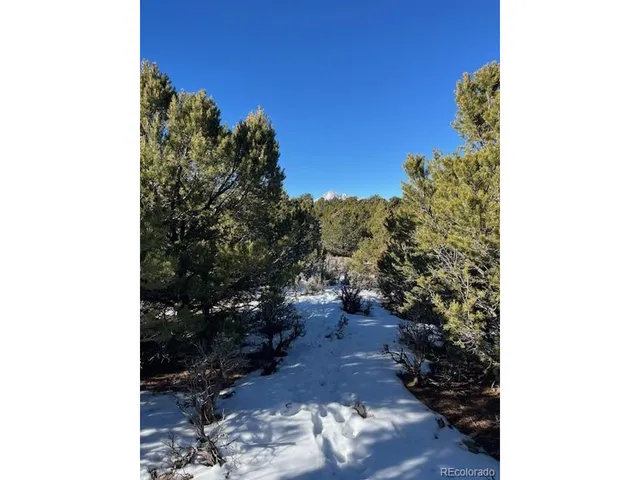 a picture of a tree in a backyard