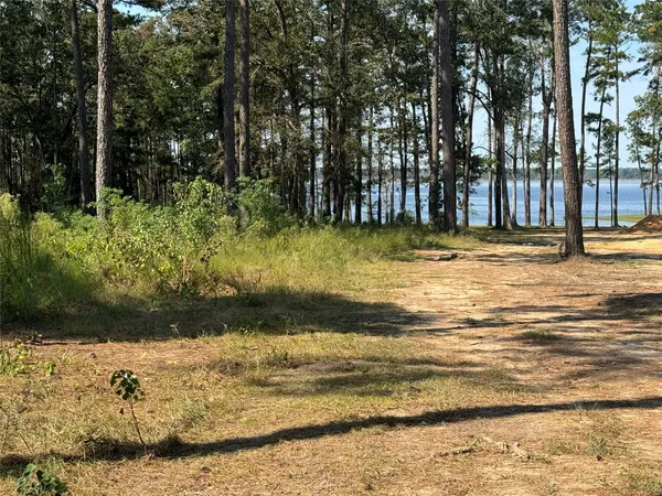 a view of a yard with large trees