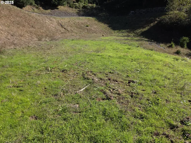 a view of a dry yard with trees