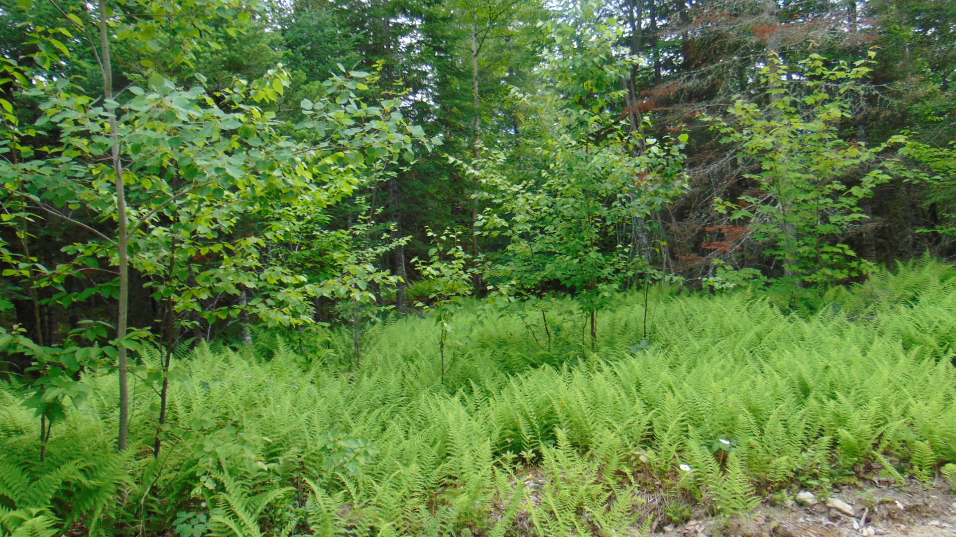 Lot 4 Weatherbee Pt Road Lincoln, ME 04457 - Photo 6 of 9 DSC03999
