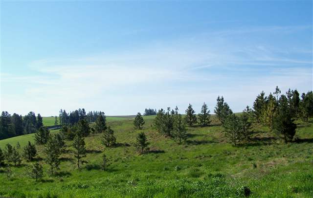 0 South Jackson Road Rockford, WA 99030 - Photo 3 of 6