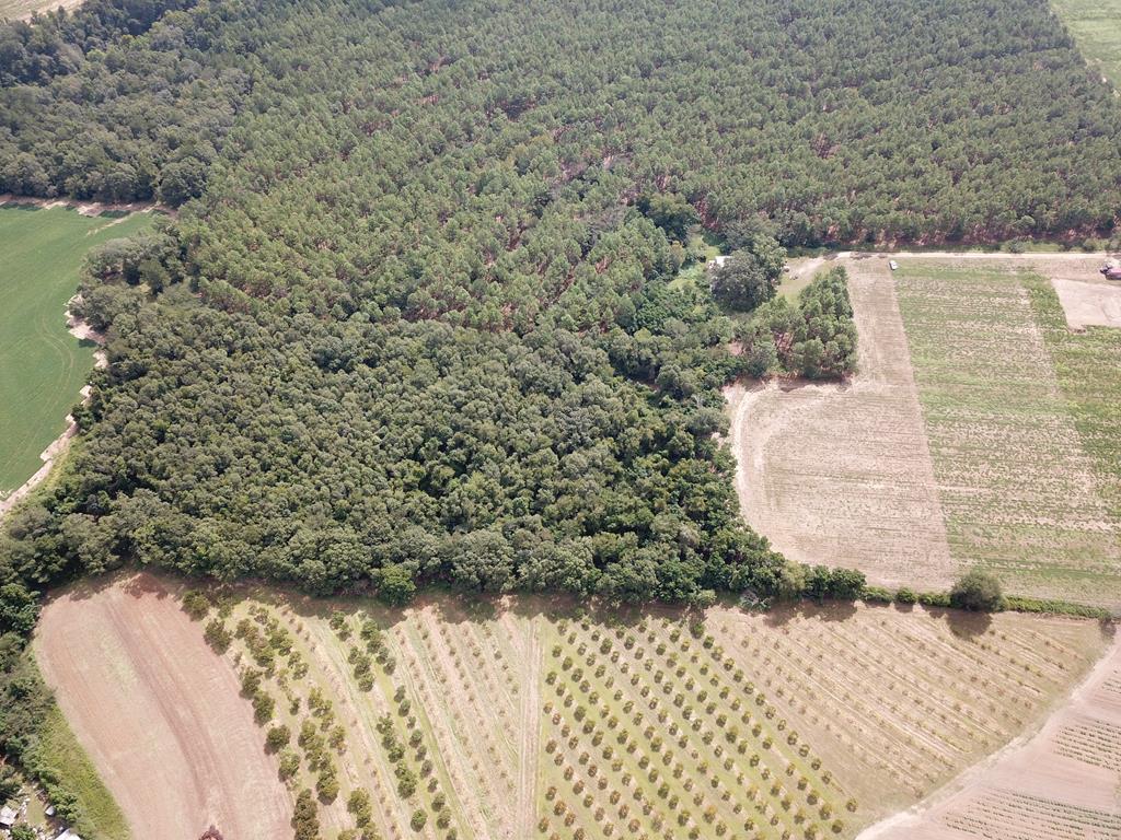 10.69-acres Summer Road Slocomb, AL 36375 - Photo 31 of 51