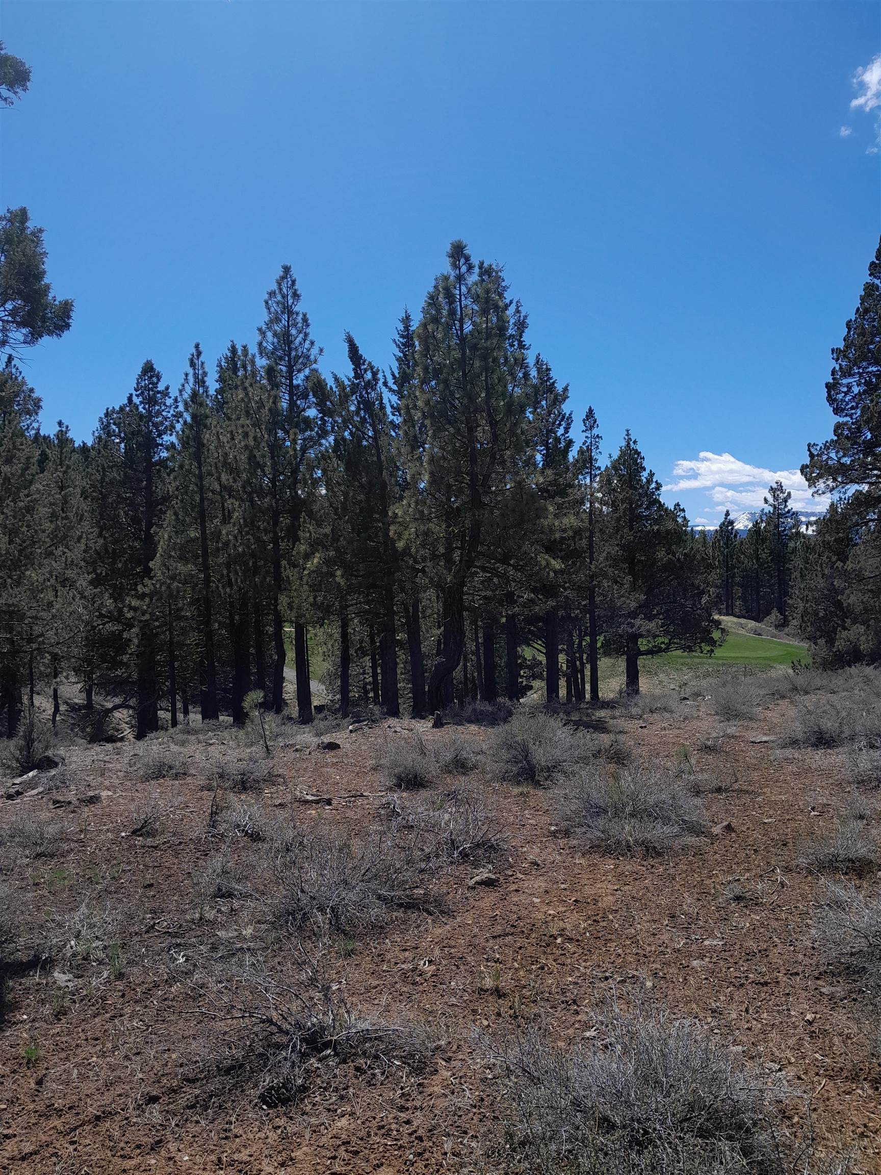 a view of dirt yard with large trees