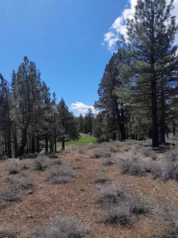 a view of a forest with trees in the background