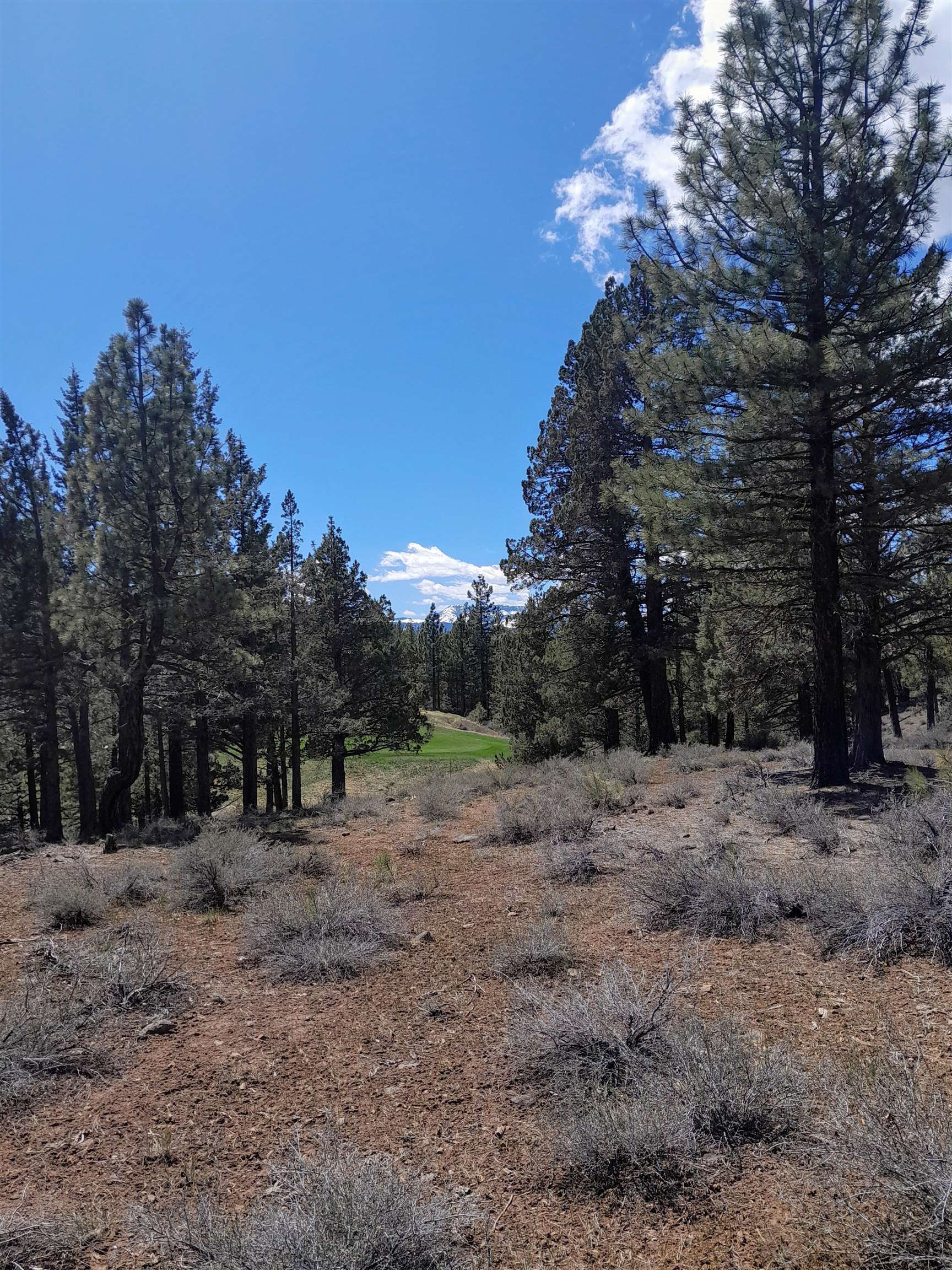 511 Deer Trail Clio, CA 96106 - Photo 2 of 2 a view of a forest with trees in the background