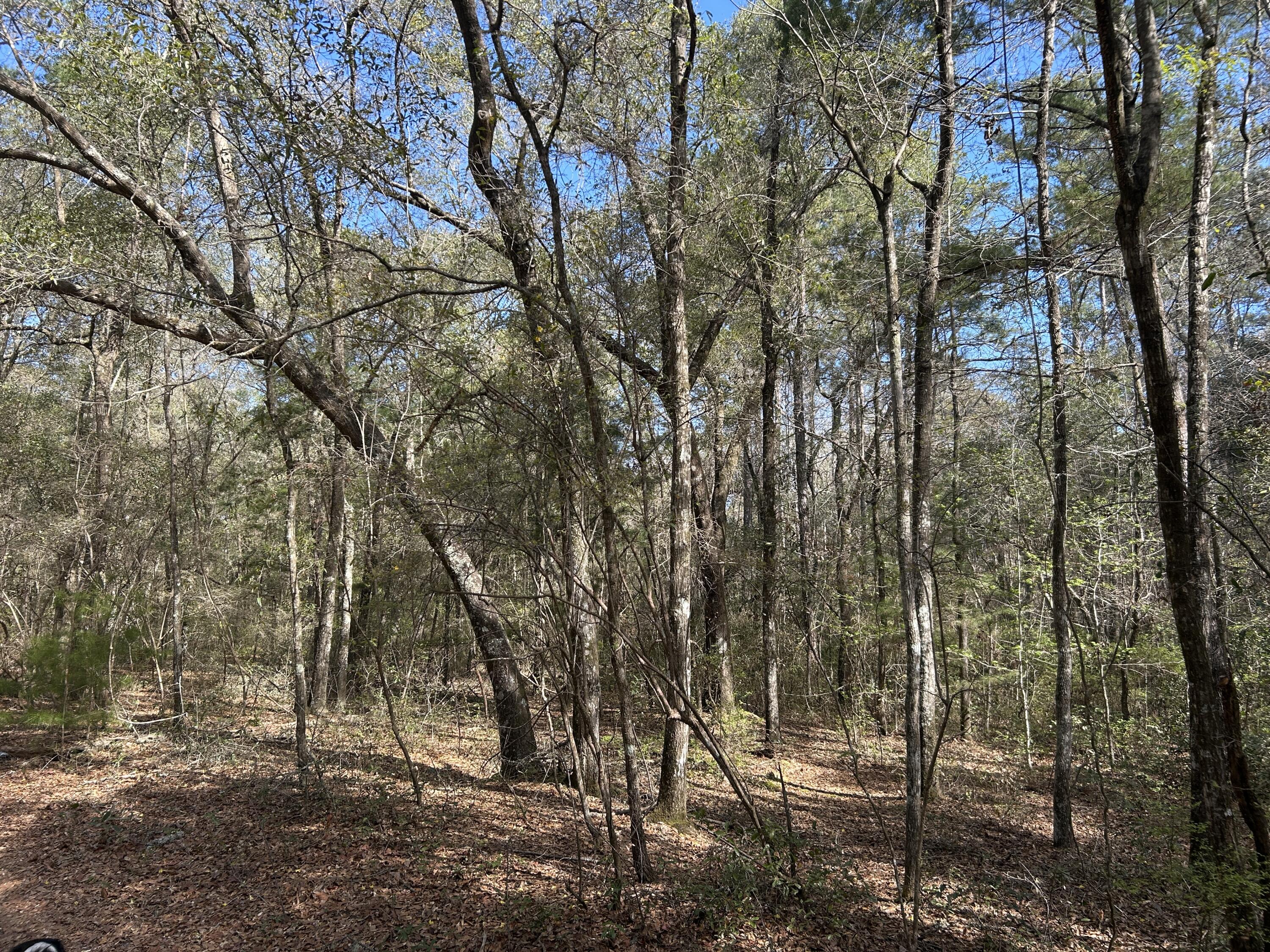 11 Boat Landing Road Ridgeville, SC 29472 - Photo 5 of 16 IMG_5858