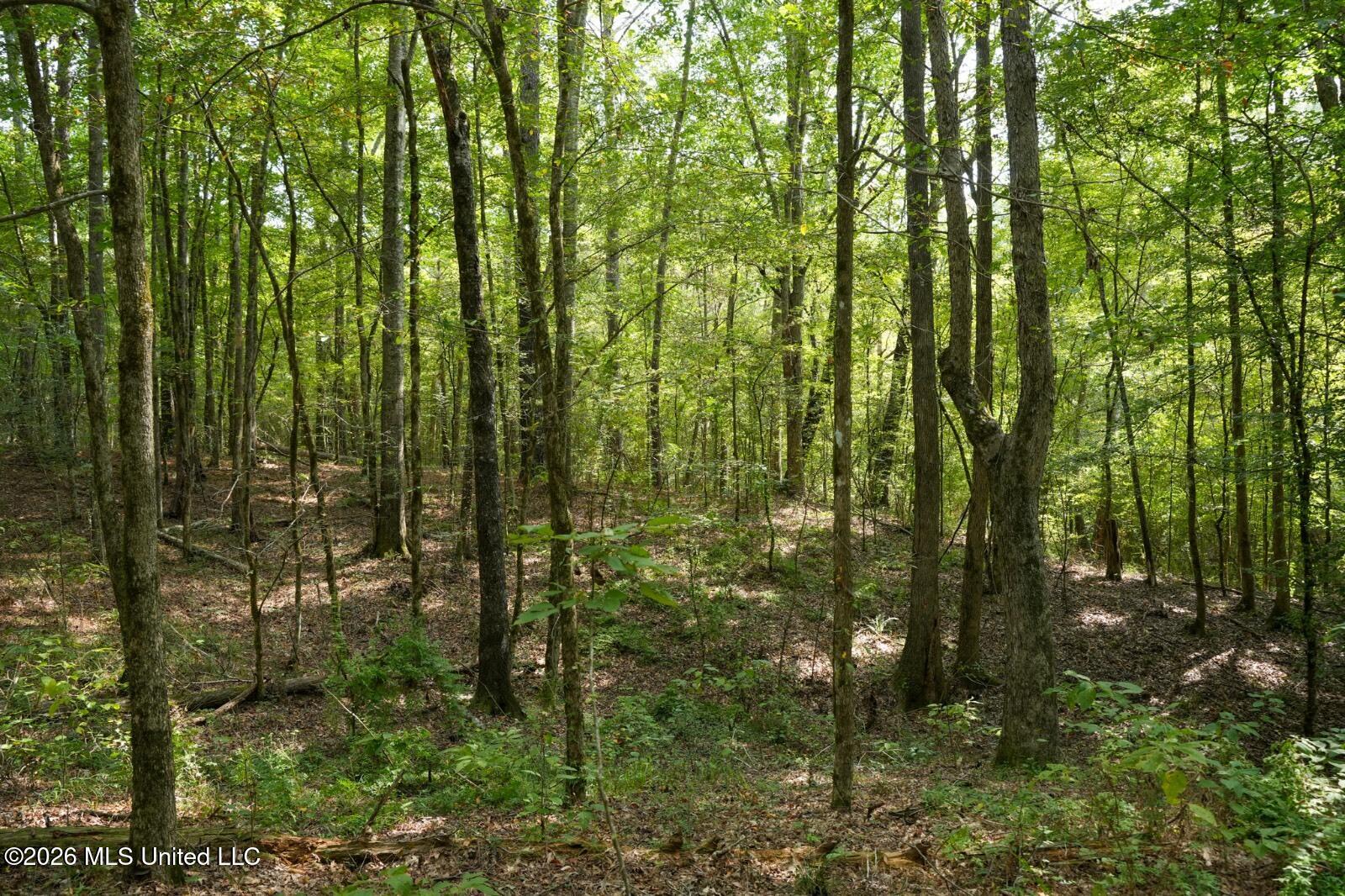 Bethesda Road Crystal Springs, MS 39059 - Photo 16 of 19 11612880-ndXgwh9JWDqBmpYv