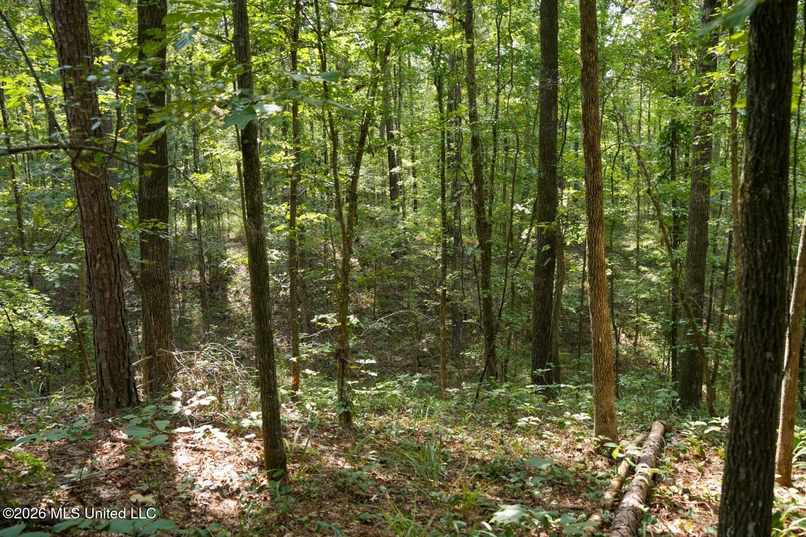 Bethesda Road Crystal Springs, MS 39059 - Photo 8 of 19 11612880-ybxNvCjZztxyHgpF
