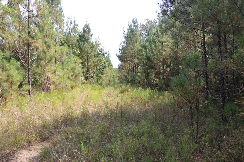 0 Salem Road Laurel, MS 39443 - Photo 5 of 10 Photo 5