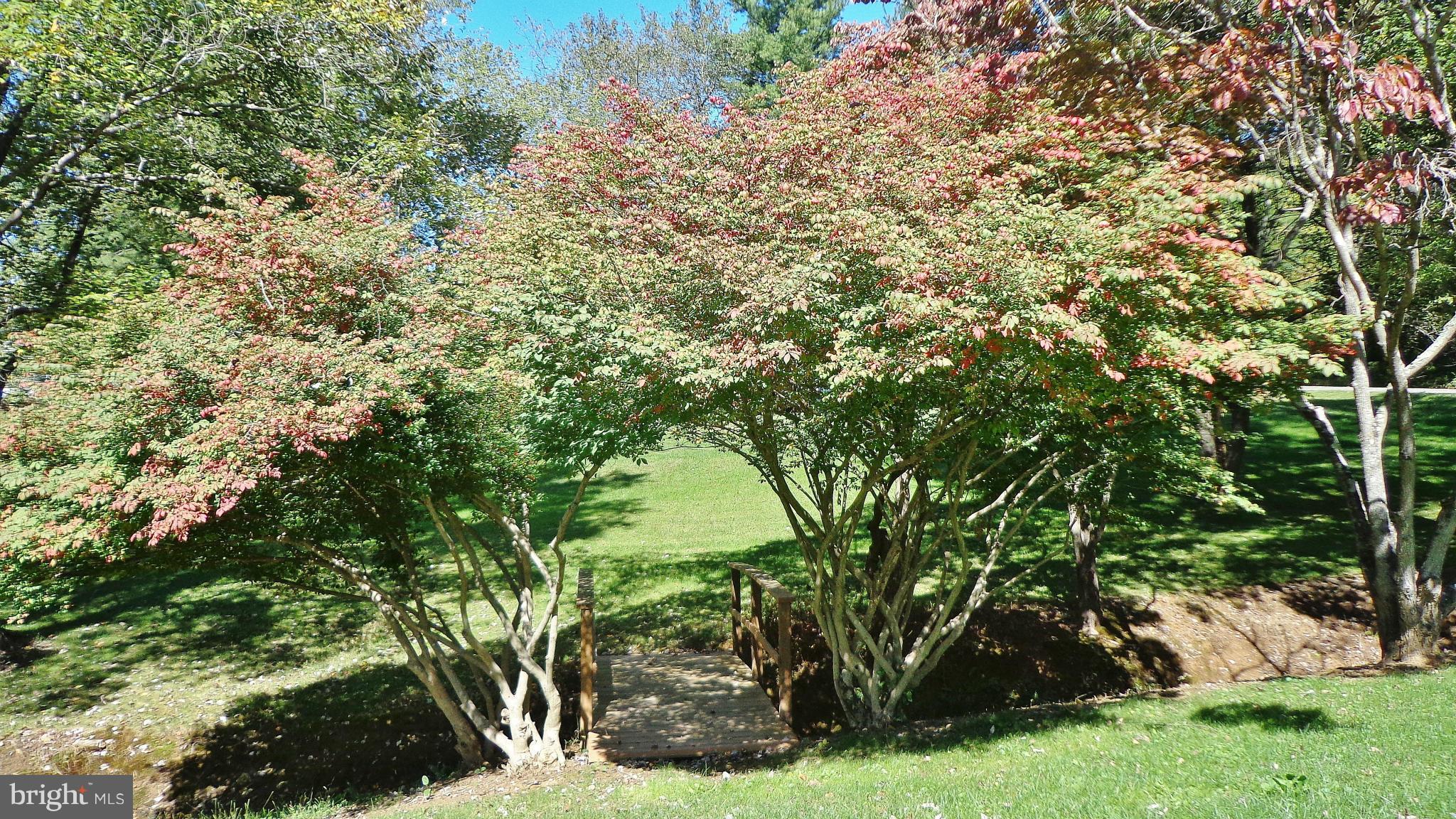 16286 Oak Shade Road Rixeyville, VA 22737 - Photo 20 of 24 a view of a tree