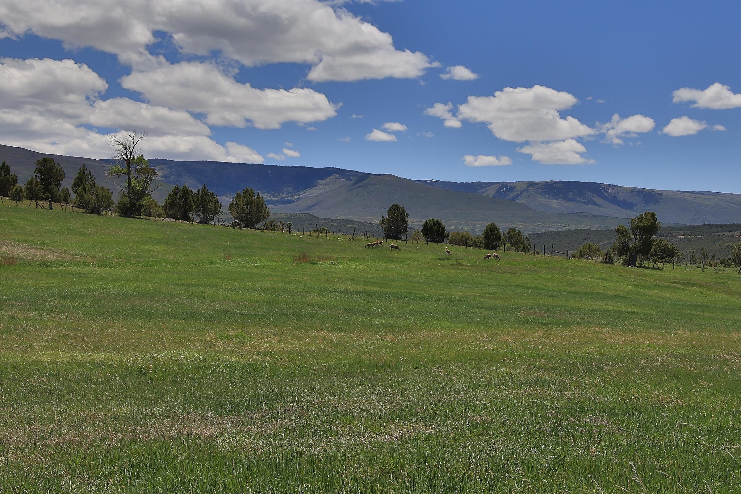 57191 Me Road Collbran, CO 81624 - Photo 41 of 42 a view of a big yard with lots of green space and mountain view