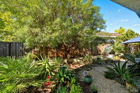 a view of a tree in a yard