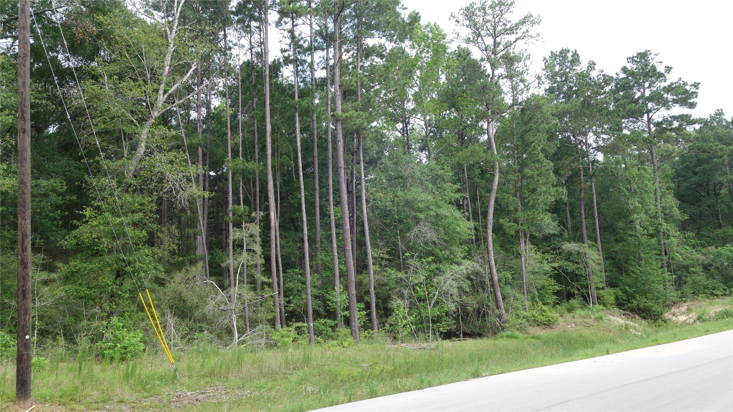 215 Grey Feather Road Huntsville, TX 77340 - Photo 4 of 5 a view of a forest with a tree in the background