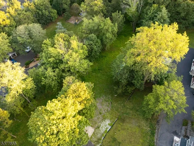 a view of a yard with plants and large trees