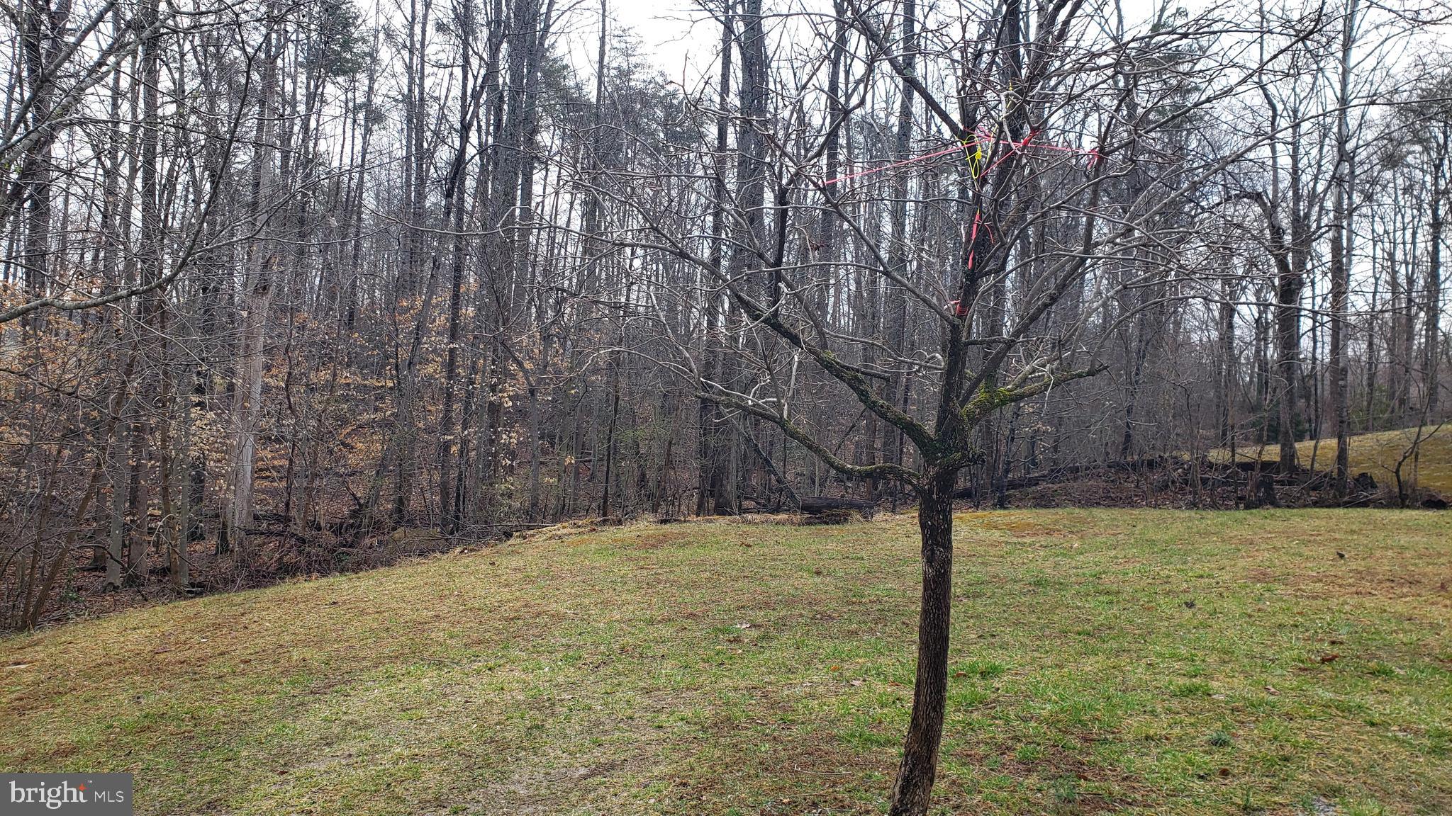 21 Hoy Road Stafford, VA 22556 - Photo 14 of 17 Back Yard Wooded View 2
