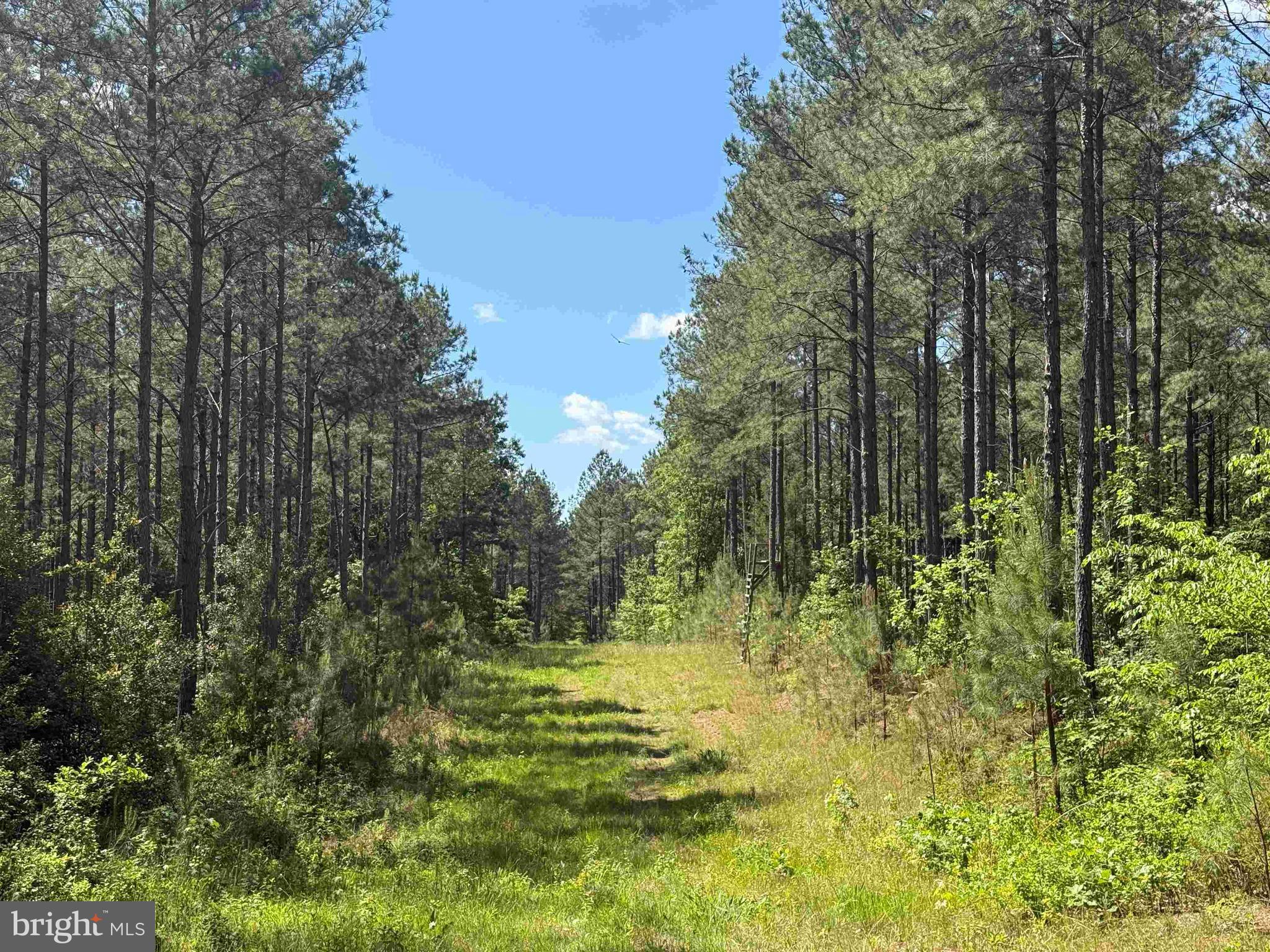 Huntington Road Waverly, VA 23890 - Photo 6 of 16 a large green field with lots of trees