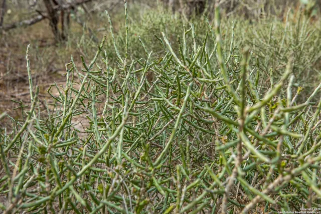 a close up of a tree