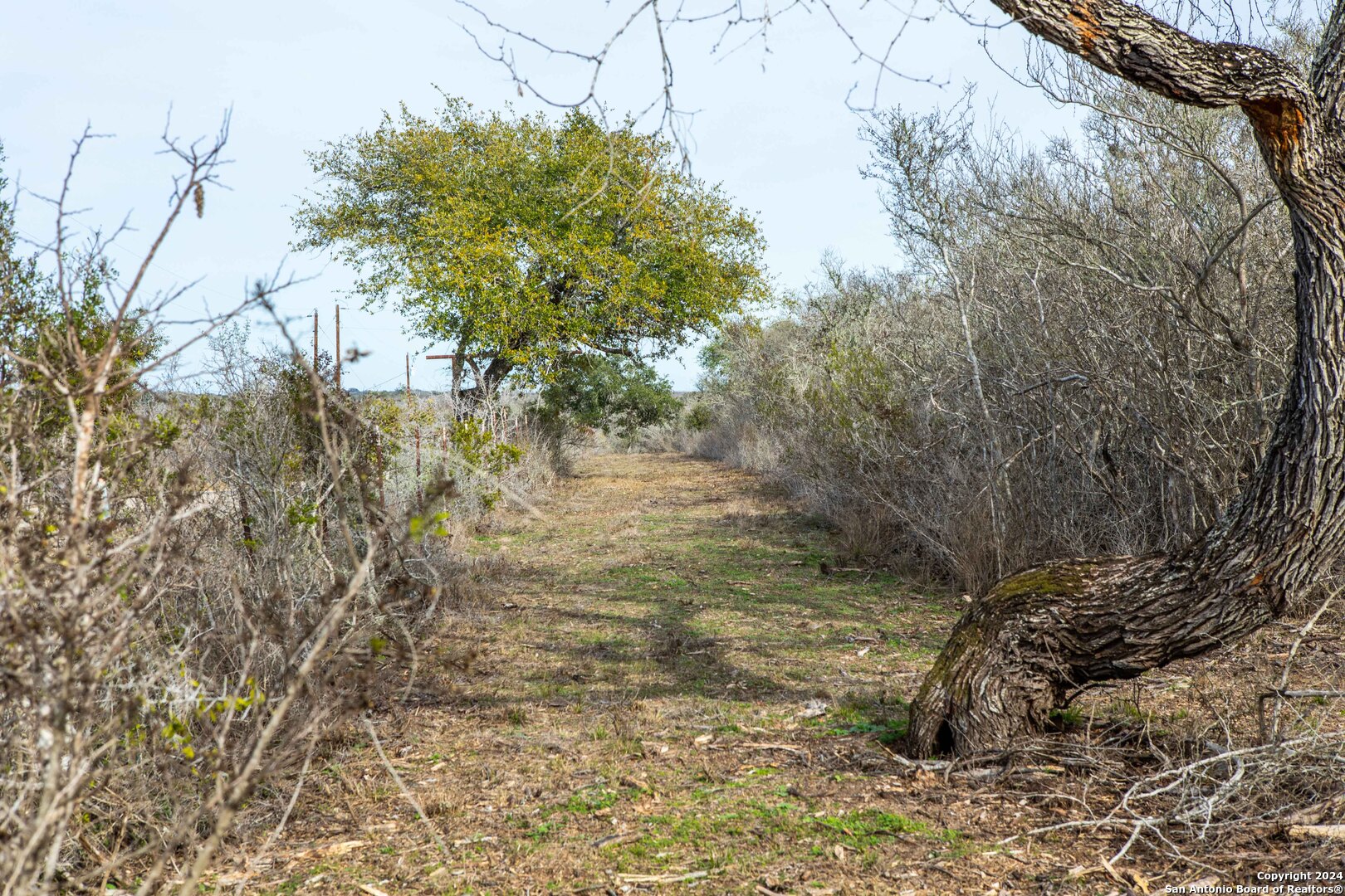 8684 Mineral Cemetery Road Beeville, TX 78102 - Photo 23 of 38 a view of a wooden floor with a tree