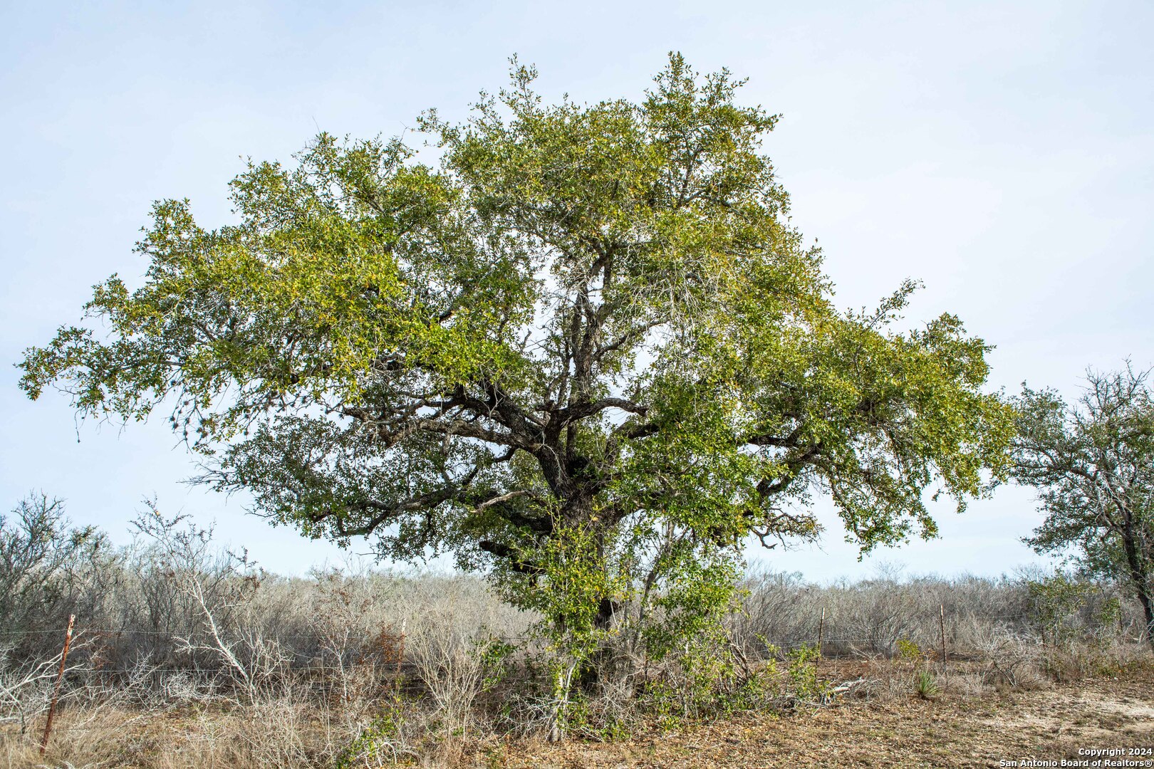 8684 Mineral Cemetery Road Beeville, TX 78102 - Photo 24 of 38 a view of a tree