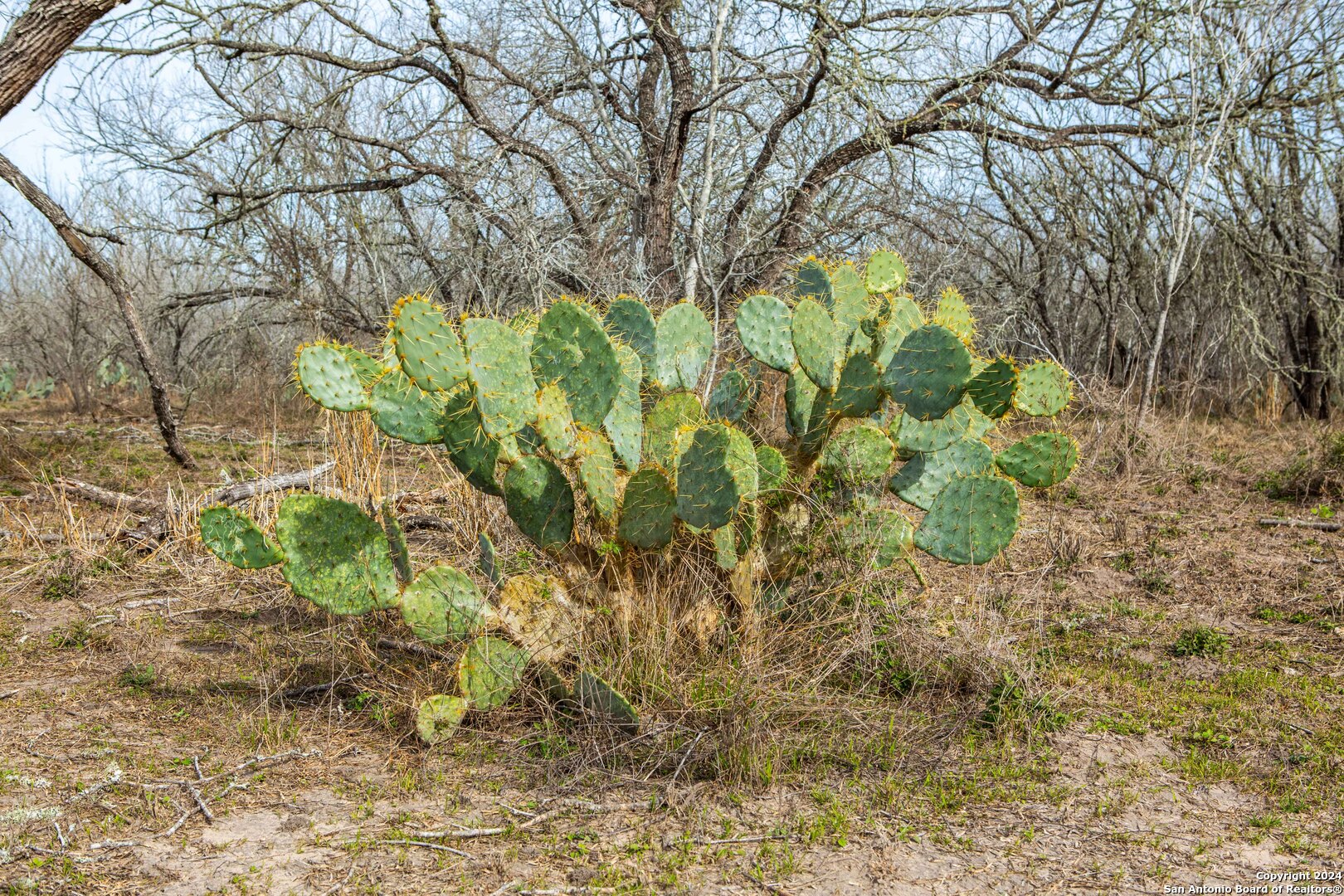 8684 Mineral Cemetery Road Beeville, TX 78102 - Photo 8 of 38 a plant that is in front of a tree