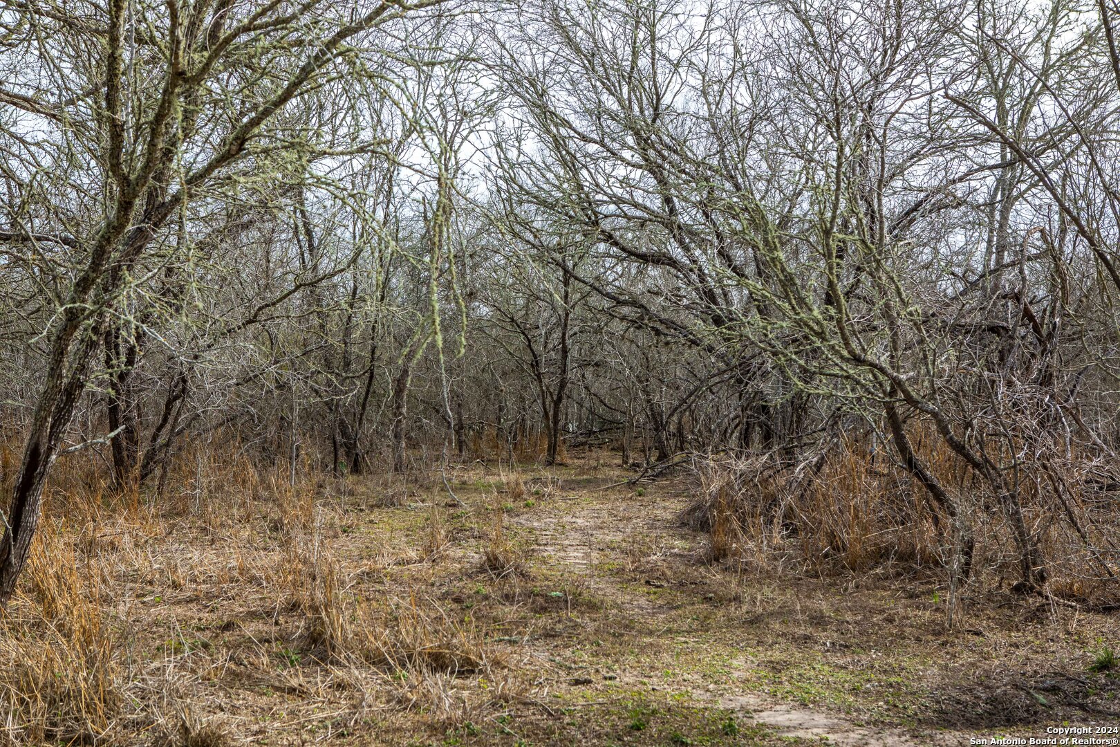 8684 Mineral Cemetery Road Beeville, TX 78102 - Photo 10 of 38 a view of a yard with large trees