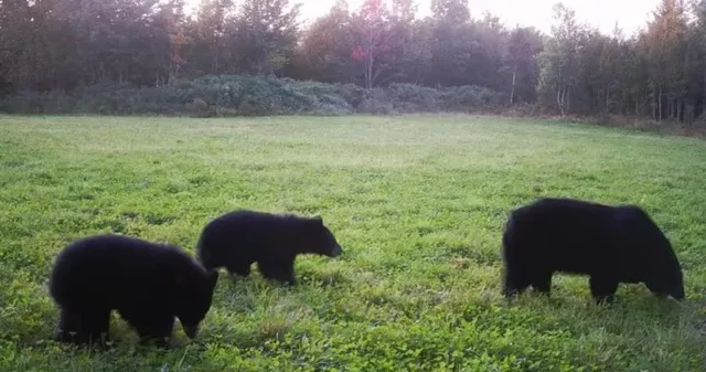 $4,750,000 | 849 Mt Bess Road, Charleston, VT 05872