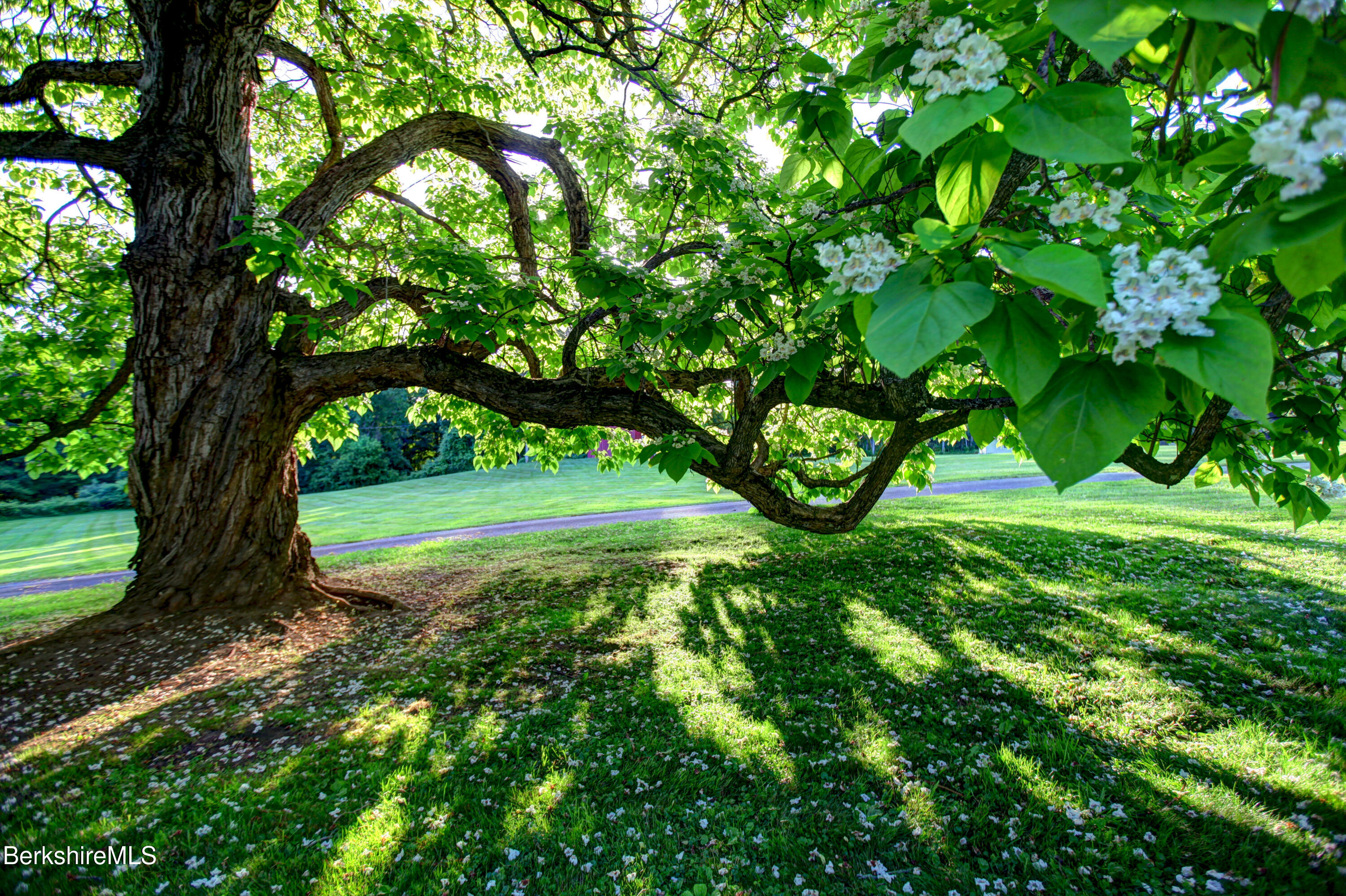 8 Webster Road Tyringham, MA 01264 - Photo 43 of 52 a view of a yard with large trees