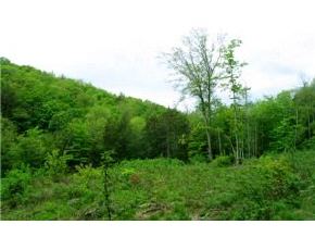 0 Herring Brook Road Moretown, VT 05660 - Photo 6 of 6
