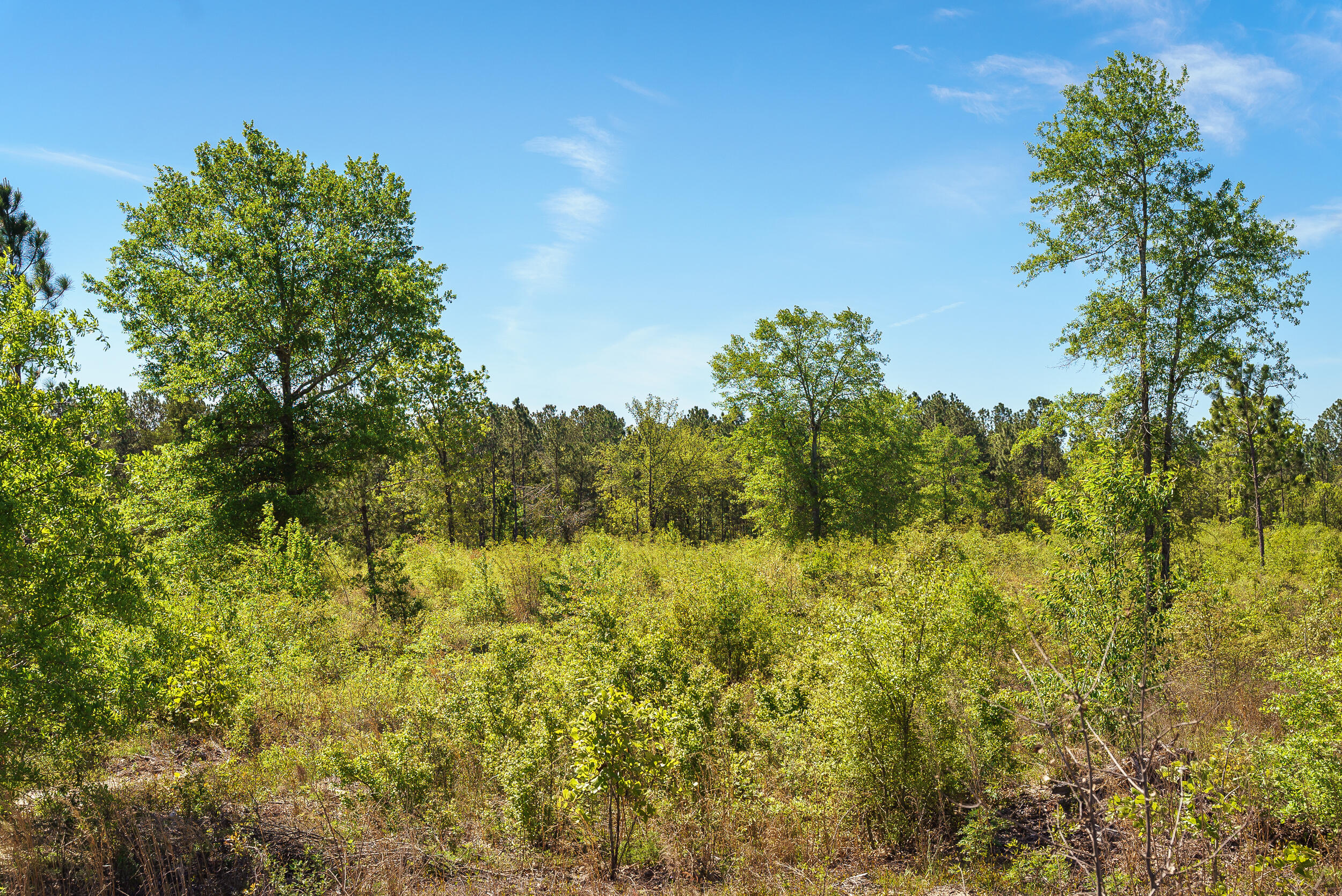 3-acres Old Shoals Road Monetta, SC 29105 - Photo 3 of 12