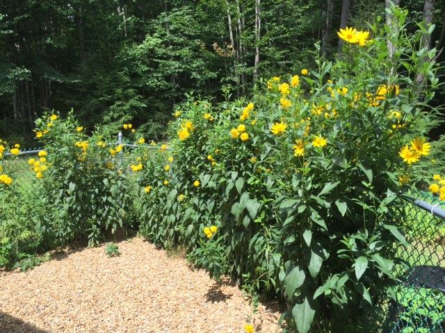 40 Thurston Pond Road Deerfield, NH 03037 - Photo 23 of 38 Gallery Image 23