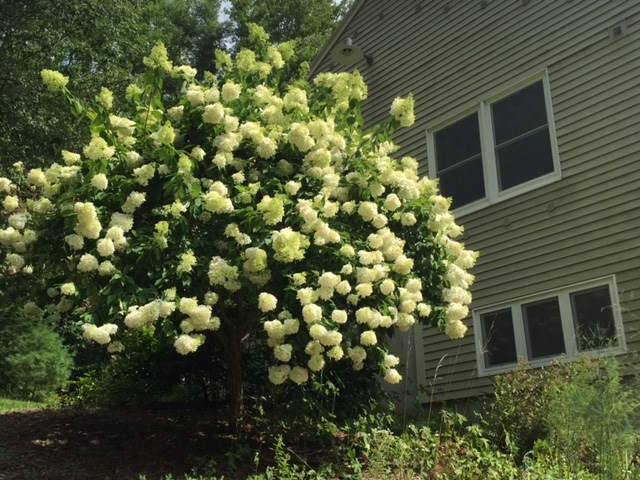 40 Thurston Pond Road Deerfield, NH 03037 - Photo 24 of 38 Gallery Image 24