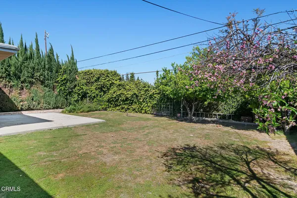 a view of a yard with plants and large trees