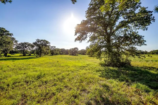 a view of a yard with a tree