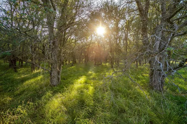 a yard with lots of trees