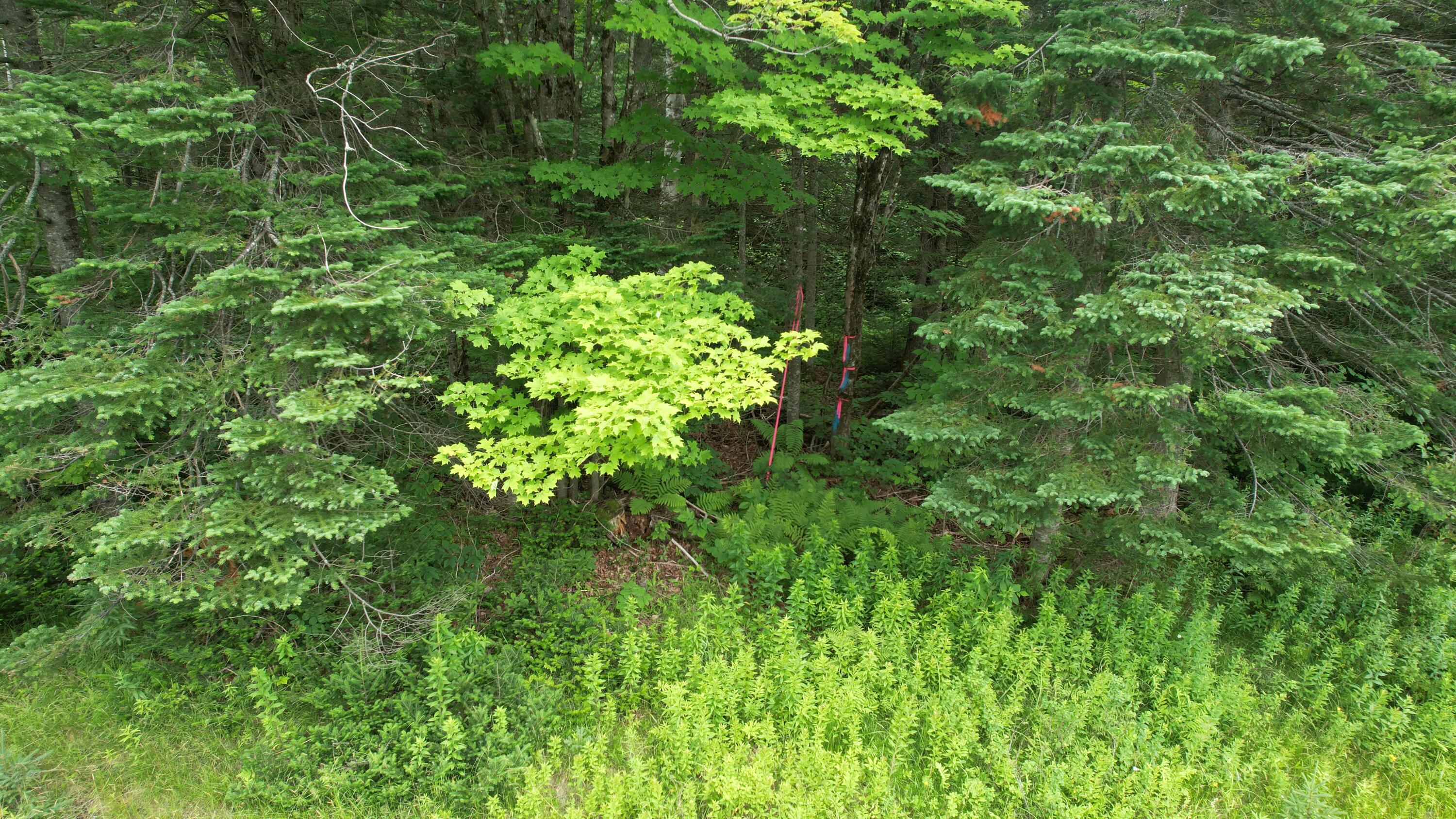 29-1 Route 15 Road Shirley Mills, ME 04485 - Photo 7 of 17 B74F9EAA-EFBE-4635-987D-A52C85D42E22
