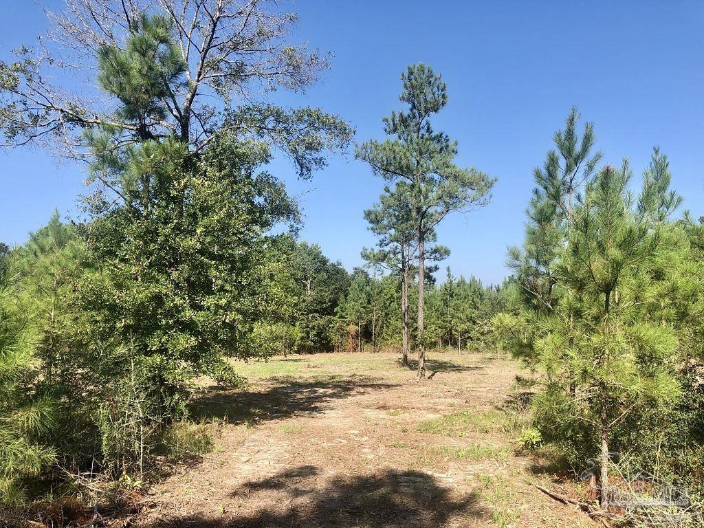 Lot 1-bs Buffalo Ridge Road Milton, FL 32571 - Photo 4 of 15