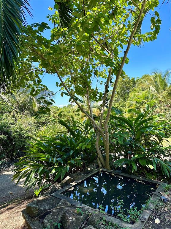 B B Pilon Vieques, PR 00765 - Photo 53 of 53 Gallery Image 53