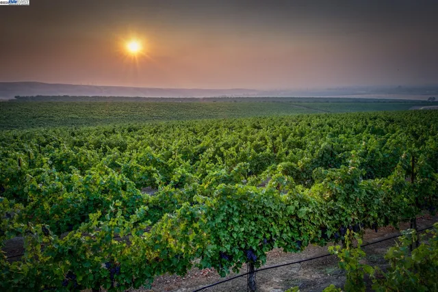 a view of a big yard with plants and a trees