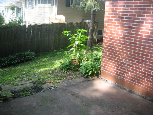 224 East Harrison Road Lombard, IL 60148 - Photo 18 of 24 a plant with lots of green space