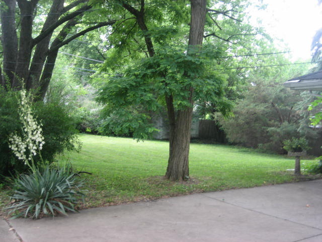 224 East Harrison Road Lombard, IL 60148 - Photo 20 of 24 a view of a yard with a tree