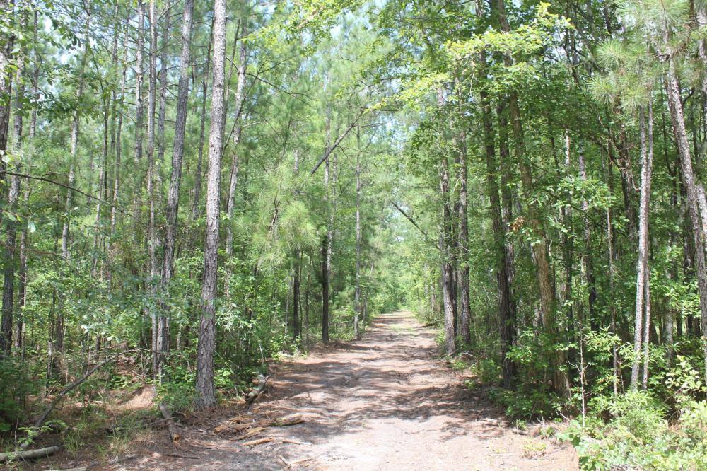 0 Strong Road Andrews, SC 29510 - Photo 5 of 11 5