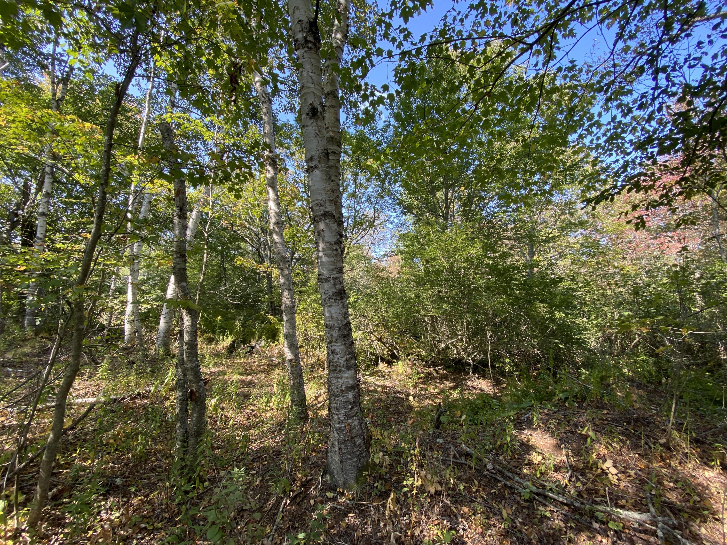 0 Beach Point Road Tenants Harbor, ME 04860 - Photo 21 of 42 IMG_1571 3