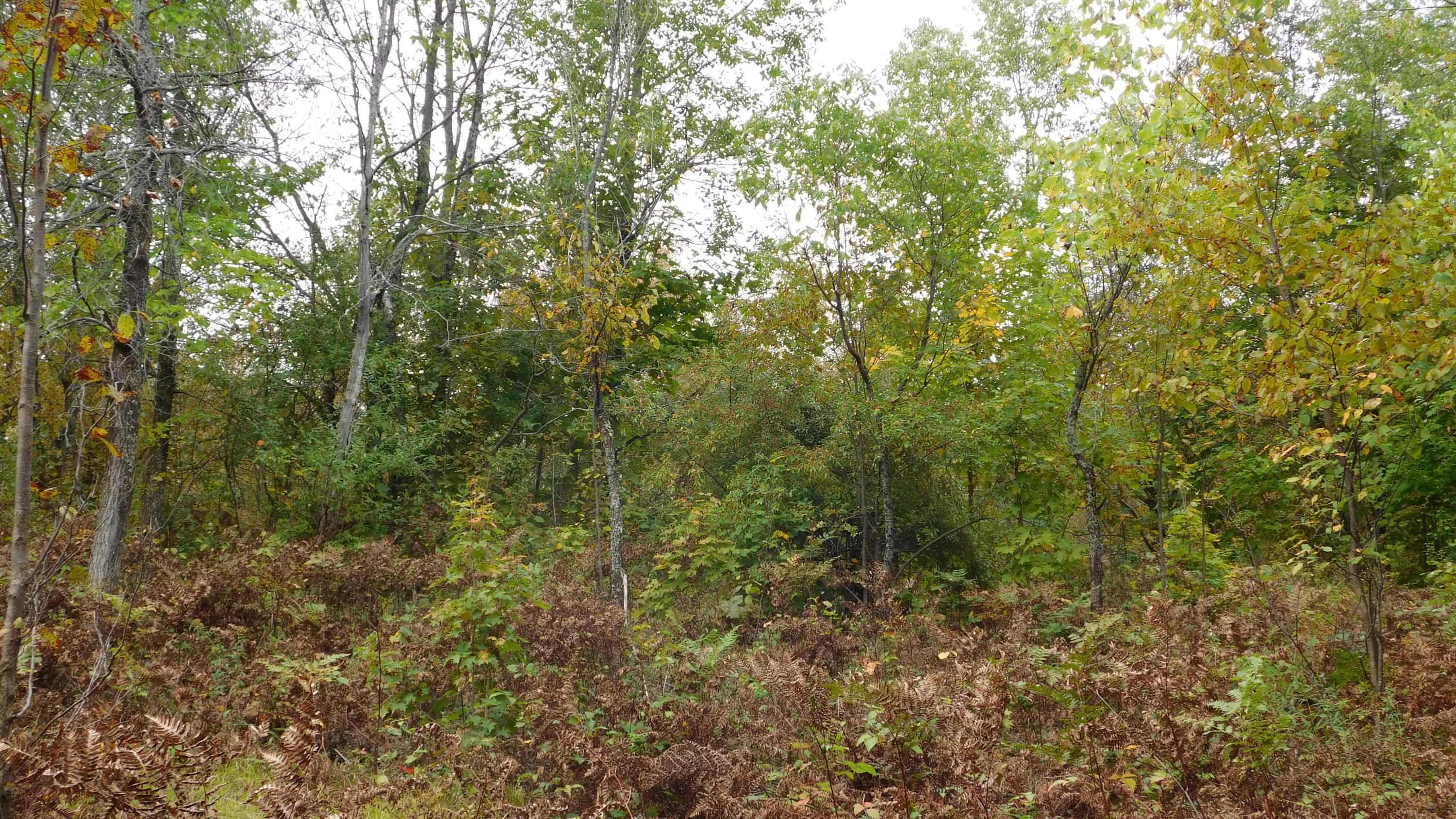 Shann Road Wolverine, MI 49799 - Photo 15 of 39 Gallery Image 15