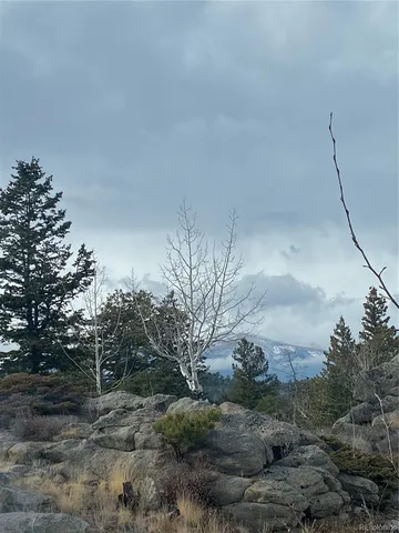 a view of a dry yard with trees