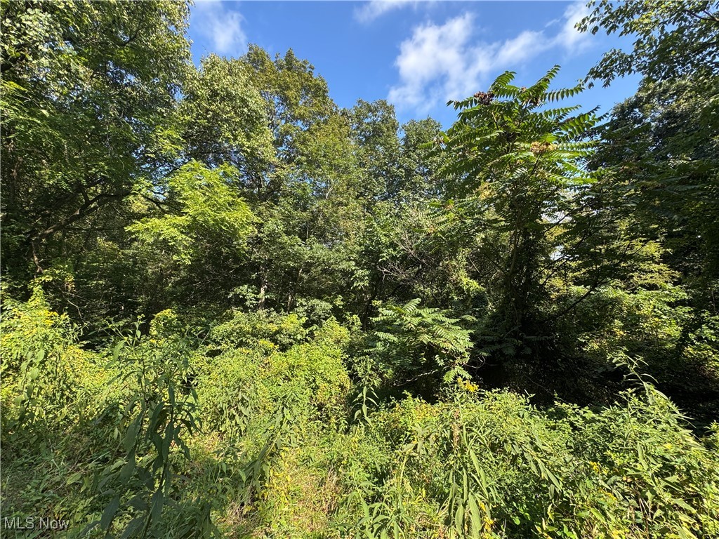 Putnam Drive Reedsville, OH 45772 - Photo 3 of 11 View of wooded area
