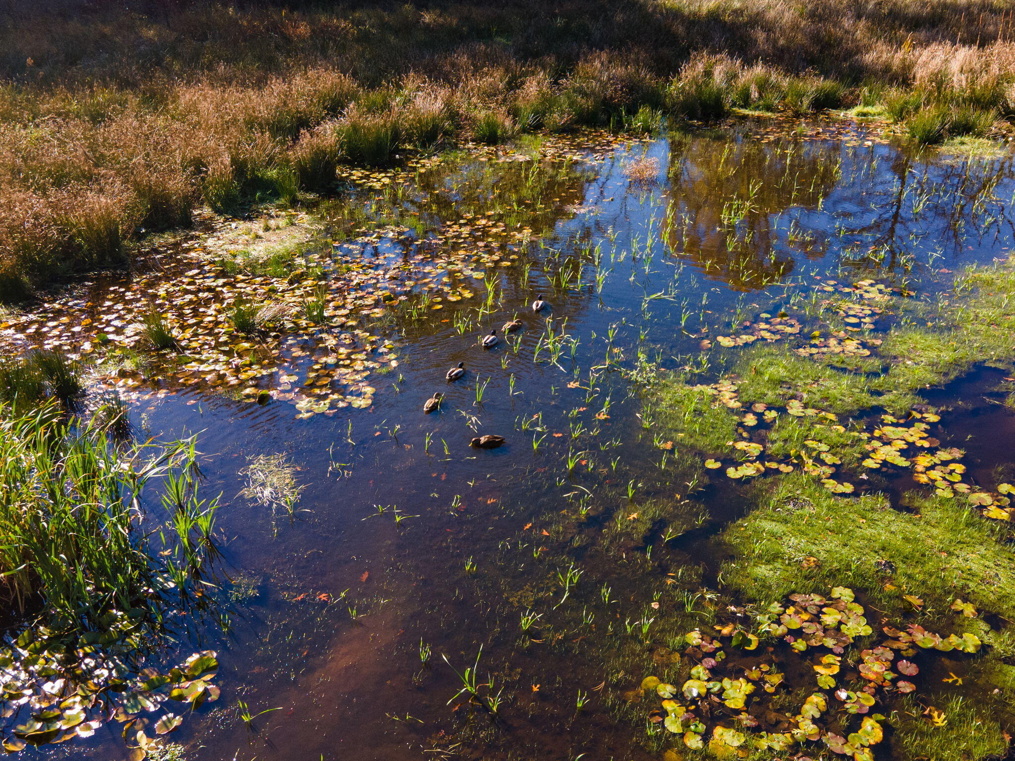 60 Briggs Field Road Eastham, MA 02642 - Photo 49 of 61 77-web-or-mls-60-briggs-field-rd