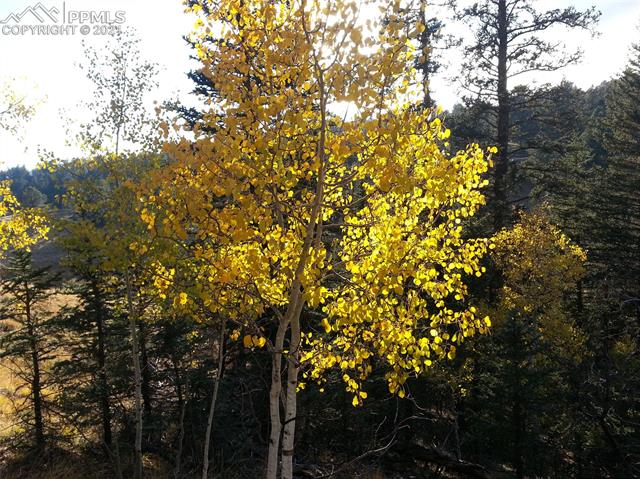 2130 Pathfinder Road Florissant, CO 80816 - Photo 13 of 32 Gallery Image 13