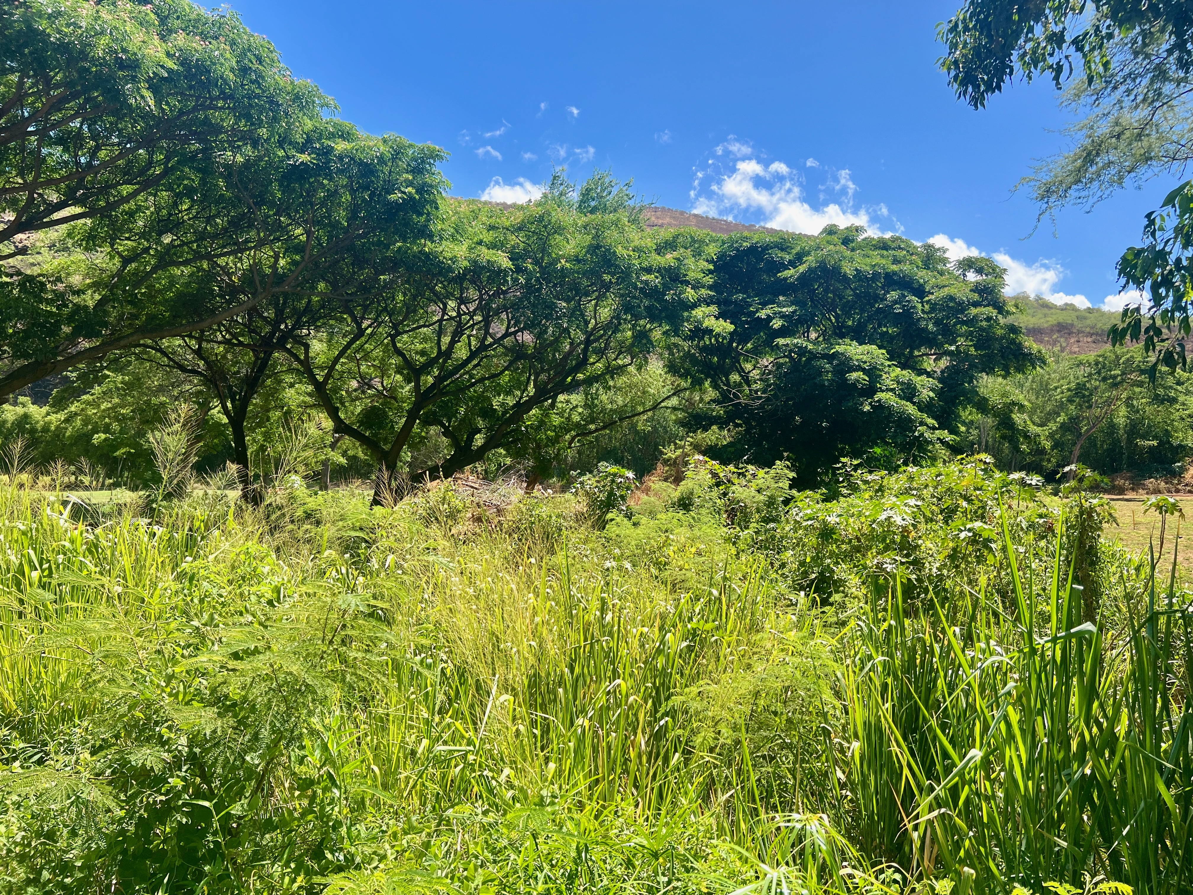 55 Menehune Road Waimea, HI 96796 - Photo 8 of 13 Gallery Image 8