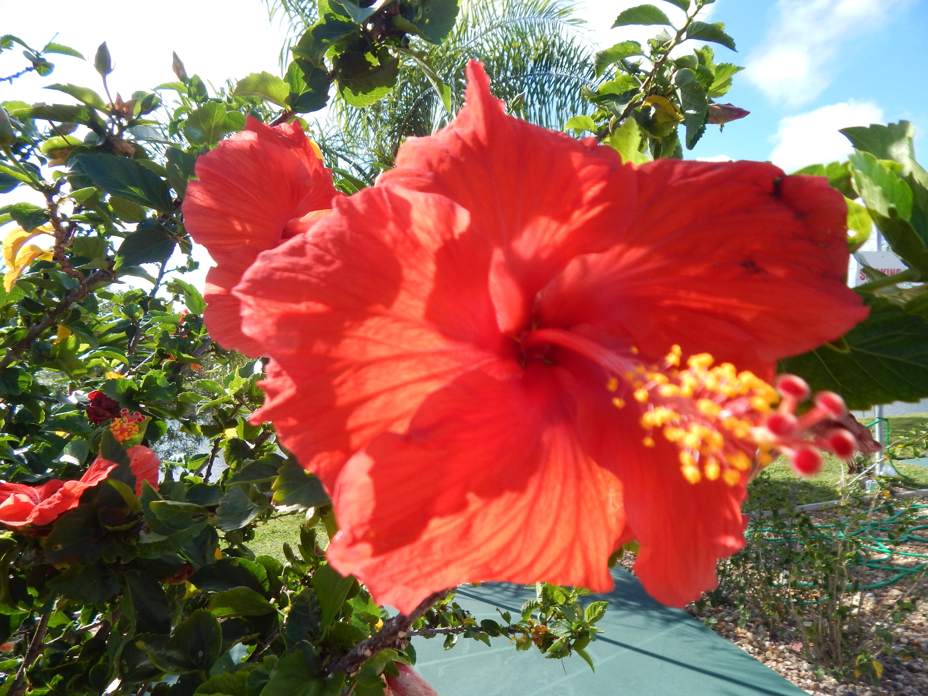 2847 Duke Lane Delray Beach, FL 33445 - Photo 44 of 50 Imperial Villas Delray Beach Florida